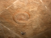 Ammonites