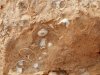 Hélix avec oncolithes dans des carbonates